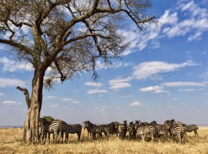 Zebras in Tarangire