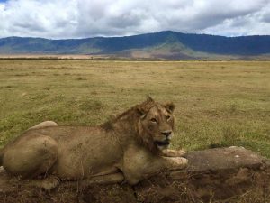 lions in Ngorongoro