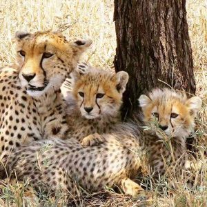 Cheetah family