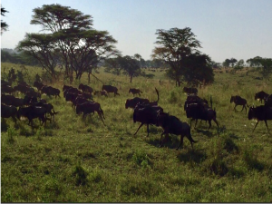 wildebeests at Serengeti